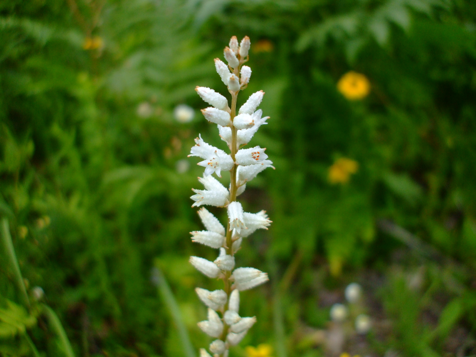 Aletris farinosa